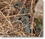 Adder