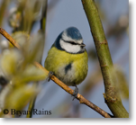 Blue Tit