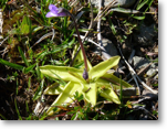 Butterwort