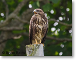 Buzzard