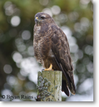 Buzzard