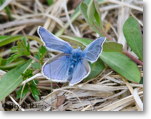 Common Blue Butterfly