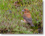 Common Crossbill