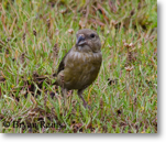 Common Crossbill