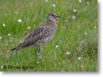 Curlew
