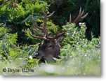 Red Deer