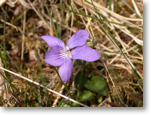 Dog Violet