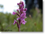 Fragrant Orchid
