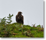 Golden Eagle
