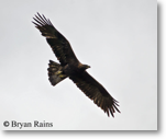 Golden Eagle