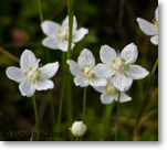 Grass-of-Parnassus