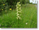 Greater Butterfly Orchid