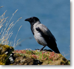 Hooded Crow
