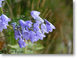Harebell