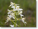 Lesser Butterfly Orchid