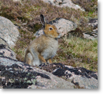 Mountain Hare