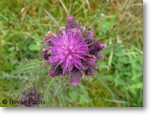 Marsh Thistle
