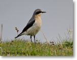 Northern Wheatear