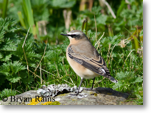Northern Wheatear