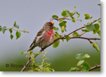 Redpoll