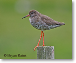 Redshank