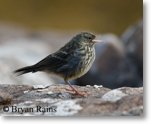 Rock Pipit