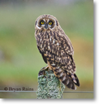 Short-eared Owl