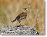 Skylark