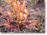 Sundew