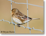 Twite