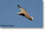 White-tailed Sea Eagle