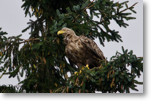 White-tailed Sea Eagle