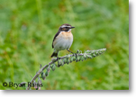 Whinchat
