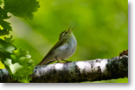 Wood Warbler
